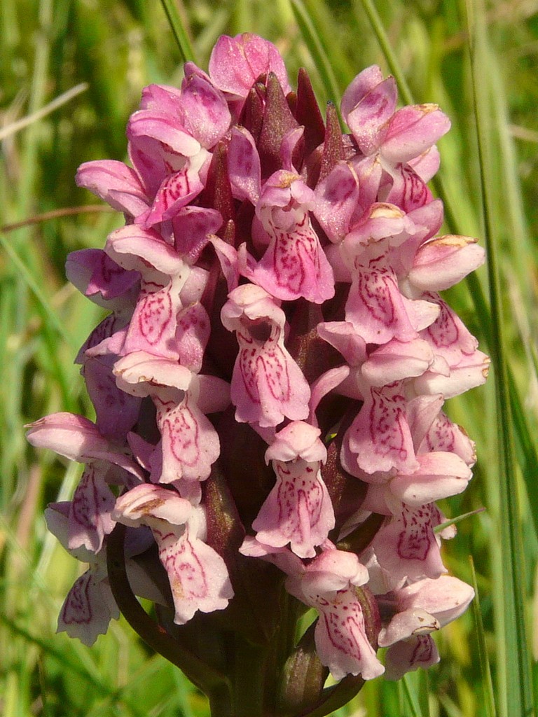 Orchidee d''Irlanda